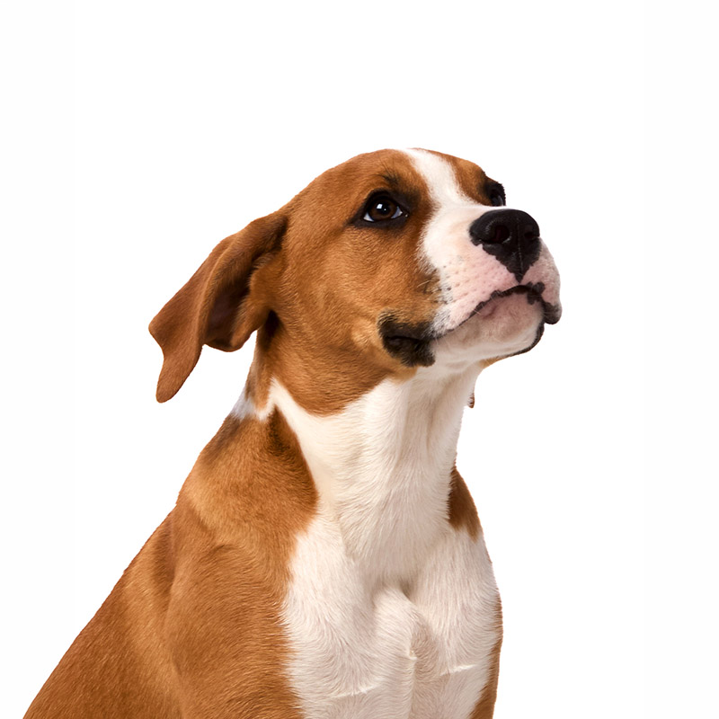 Biscuit, a THS Creative studio dog