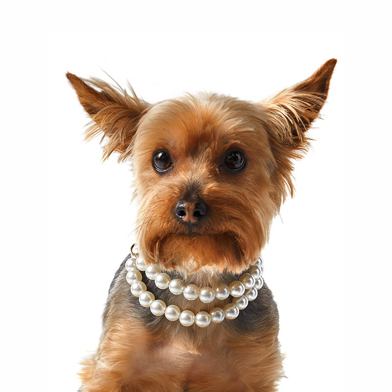 Dolly, a THS Creative studio dog