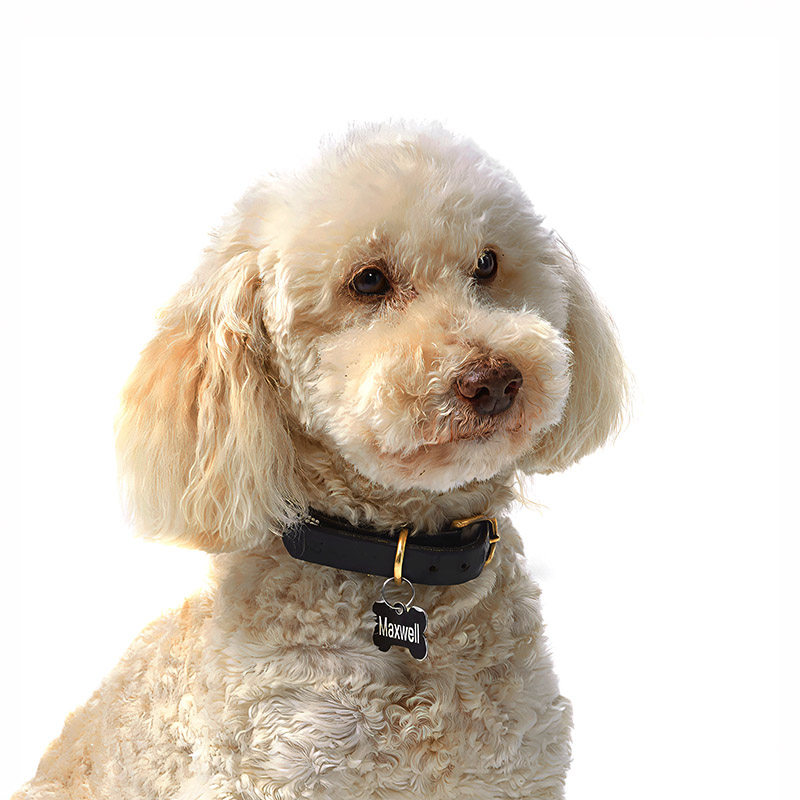 Maxwell, a THS Creative studio dog